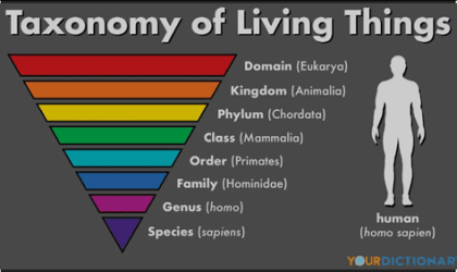 taxonomy of humans Taxonomy of humans
